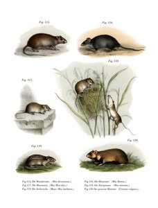 Norge Rotte, 1860 af German School